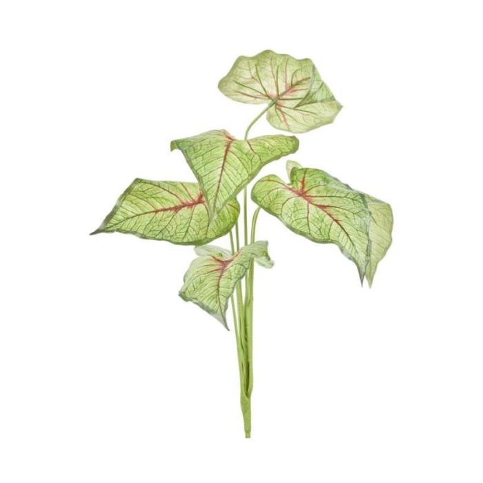 CIUFFO CALADIUM BICOLOR X7 70CM